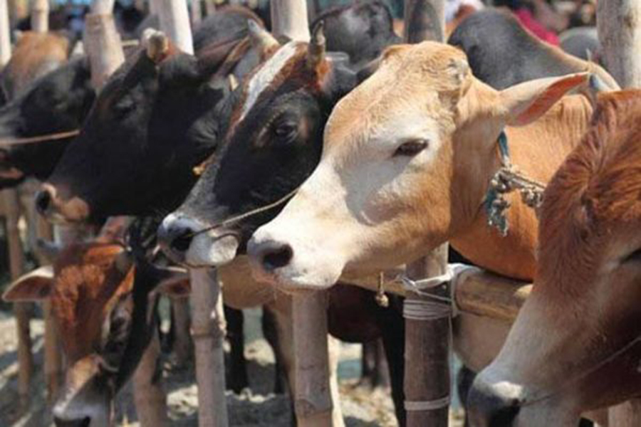 Umling check post roadblock for cattle traders of the state